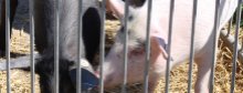 Bio-Schweine Tierhaltung