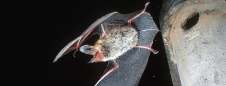 Bechsteinfledermaus