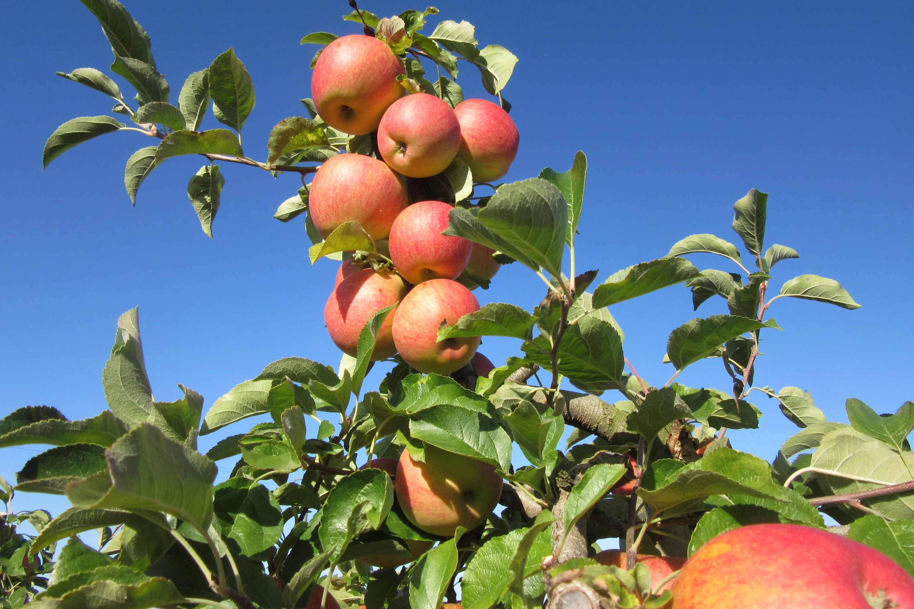 Ernährung