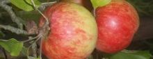 Äpfel Ernährung
