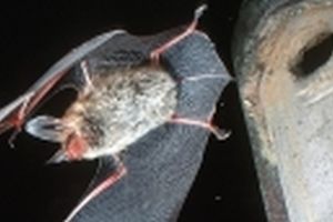 Bechsteinfledermaus